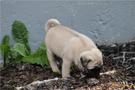 A small beige pug puppy sniffing the ground with a curious expression and a curled tail