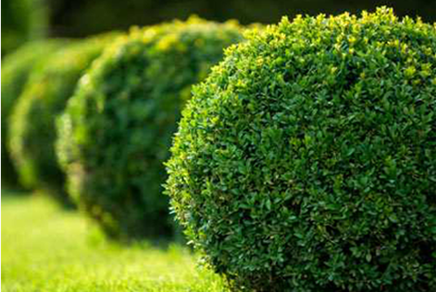 A row of neatly trimmed round green bushes placed in a manicured lawn