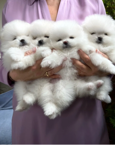 Three fluffy white Pomeranian teacup puppies are being held in a person's arms, showcasing their adorable faces and soft fur