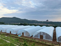 A row of large commercial tunnel greenhouses with transparent plastic coverings designed for agricultural use
