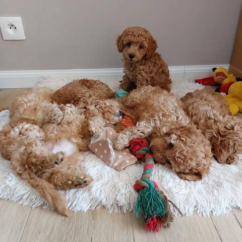 A group of six fluffy Maltipoo puppies resting on a soft surface with one puppy standing and the others lying down playing with a toy