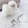 A fluffy white Pomeranian teacup dog standing on a marble surface with a curious expression
