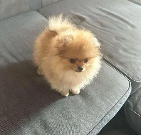 Chow Chow puppy with a fluffy golden coat sitting on a gray couch looking curiously at the camera