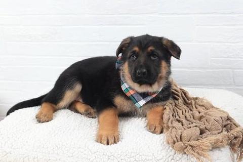 A German Shepherd puppy wearing a plaid scarf lying on a soft surface with a blanket next to it