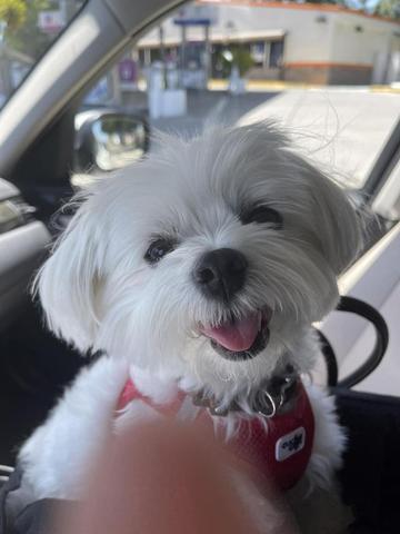 A smiling Maltipoo puppy with fluffy white fur and a red harness sits in a car looking happy and playful