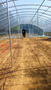 Commercial tunnel greenhouse with a metal frame and transparent covering, featuring rows of support poles and an open space for planting