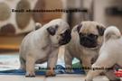 Two playful pug puppies, one light fawn with dark markings and the other slightly darker, are interacting closely and looking at each other curiously