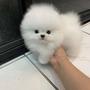A small fluffy white Pomeranian teacup puppy with black eyes being held by a hand