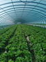 A commercial tunnel greenhouse featuring rows of vibrant green lettuce plants growing under a curved transparent structure
