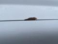 A piece of rust on the body of a 2010 Ford F-250 SD