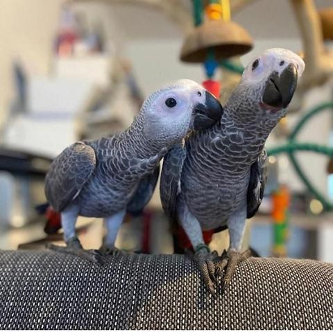 Gorgeous hand-reared baby African grey parrots with gray feathers and expressive faces standing close together on a surface