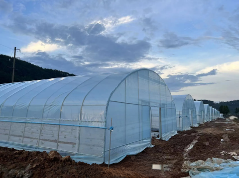 A large commercial tunnel greenhouse measuring 100 feet long by 30 feet wide and 14 feet high with a curved roof made of transparent plastic covering the structure