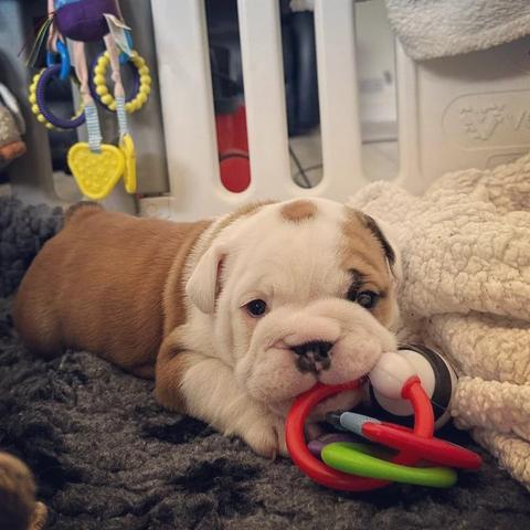 A playful English Bulldog puppy lying on a soft surface holding colorful teething toys in its mouth with a curious expression