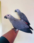 Two hand-reared baby African Grey parrots perched on an arm with gray feathers and vibrant red tail feathers looking curiously ahead