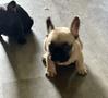 A small beige French Bulldog puppy with a wrinkled face and upright ears is sitting on the ground looking forward