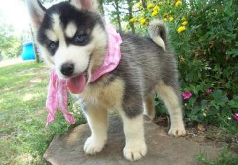 A male Siberian Husky puppy wearing a pink scarf stands on a stone with its tongue out and bright blue eyes