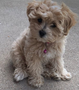 A cute Maltipoo puppy with fluffy beige fur sitting down and looking curiously at the camera wearing a pink collar with a bell