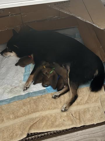 A black Shiba Inu lying down with three brown Shiba Inu puppies nursing next to it, all positioned on a soft surface