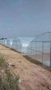 A row of commercial tunnel greenhouses, each with a rounded top and clear plastic covering, designed for plant cultivation and growth management