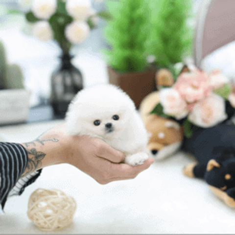 A small white pomeranian puppy being held in a person's hand, with a cute expression and fluffy fur