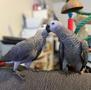 A pair of Congo African Grey parrots displaying grey feathers with distinct patterns are perched closely together on a couch