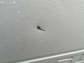 A close-up view of a small dent on the side of a 2010 Ford F-250 SD with water droplets on the surface