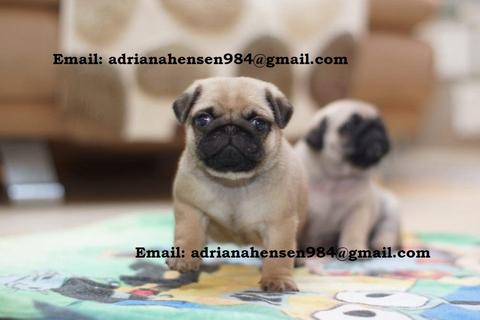 Two small pug puppies, one standing in front with a curious expression and the other sitting behind, both with light tan fur and dark features