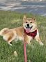 A Shiba Inu puppy laying in the grass wearing a red and black checkered harness with a happy expression and tongue out