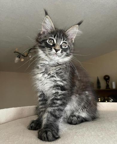 A fluffy Maine Coon kitten with striking gray fur and large tufted ears sitting upright with wide eyes and a curious expression