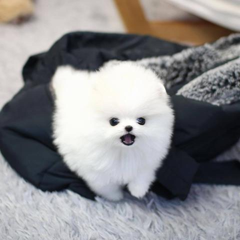 Purebred Teacup Pomeranian puppy with fluffy white fur and black eyes sitting on a bag looking up with its mouth slightly open