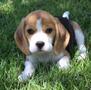 A cute beagle puppy with floppy ears and a mostly brown and white coat lying on the grass looking curiously at the viewer