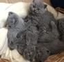 A group of fluffy British Shorthair kittens with soft gray fur relaxing together in a cozy basket.