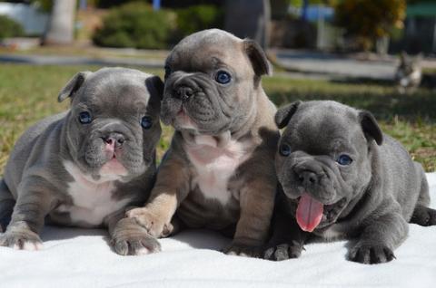 Three French Bulldog puppies sitting closely together with blue eyes and gray and cream fur one puppy is sticking out its tongue