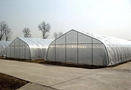 A series of large commercial tunnel greenhouses with transparent covers and metal frames, designed for plant cultivation