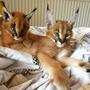 Two young Caracals with large ears and expressive eyes lying on a patterned blanket, one slightly resting its head on the other