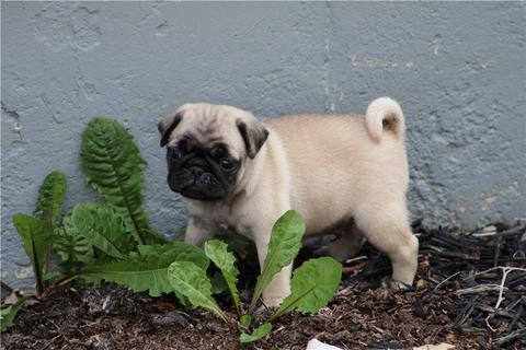 A small beige pug puppy standing among green leaves with a curious expression and a curled tail