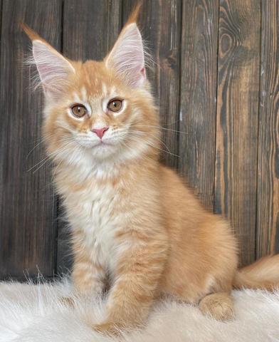 A fluffy orange Maine Coon kitten with large ears and striking golden eyes sits upright on a soft surface looking directly at the viewer