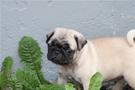 Adorable pug puppy with a light fawn coat and a cute expression standing among green leaves
