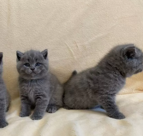 Three adorable British Shorthair kittens with fluffy gray coats and blue eyes sitting on a soft surface one is standing and two are facing forward