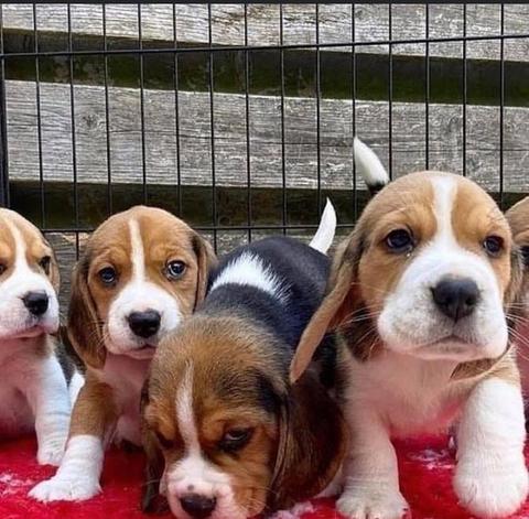 Four adorable Beagle puppies with distinct brown and white fur patterns, displaying curious expressions and alert postures, one puppy is lying down while the others are standing close by