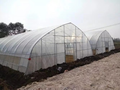 Two large commercial tunnel greenhouses with transparent plastic covering and arched roofs standing side by side with dirt pathways between them