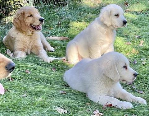 A Golden Retriever puppy lying on green grass with a relaxed expression alongside another Golden Retriever puppy sitting nearby