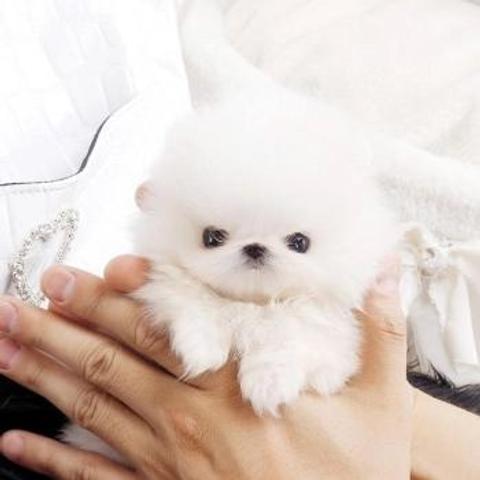 A small fluffy white Teacup Pomeranian puppy being held in a hand with tiny black eyes and a round face