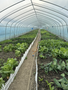 A commercial tunnel greenhouse filled with rows of various leafy vegetables including lettuce cabbage and spinach