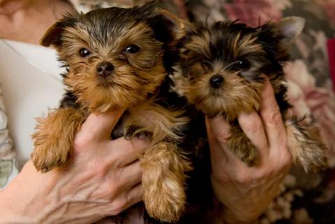 Two Yorkie puppies held in hands with fluffy fur and expressive eyes looking at the camera