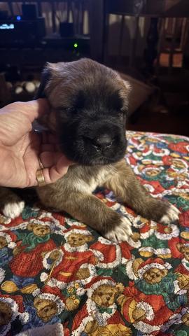 A small Saint Bernard English Mastiff puppy with a brown coat and black face being gently petted by a hand