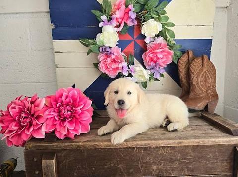 A fluffy golden retriever puppy sitting on a wooden surface with its tongue out surrounded by pink flowers and decorative elements